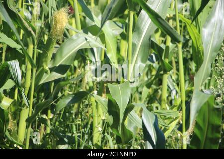 Maiskolben auf einem grünen Feld im Sommer Stockfoto