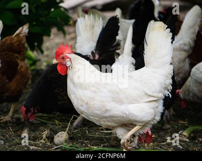 Mehrfarbige bunte bunte bunte Hühner suchen Nahrung in einem ländlichen Hof. Stockfoto