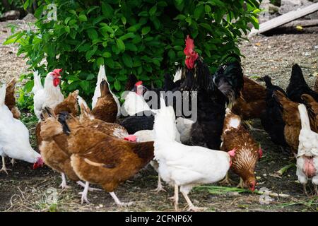 Mehrfarbige bunte bunte bunte Hühner suchen Nahrung in einem ländlichen Hof. Stockfoto