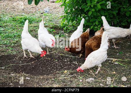 Mehrfarbige bunte bunte bunte Hühner suchen Nahrung in einem ländlichen Hof. Stockfoto