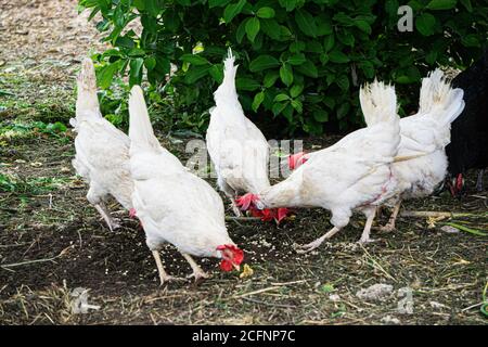 Mehrfarbige bunte bunte bunte Hühner suchen Nahrung in einem ländlichen Hof. Stockfoto