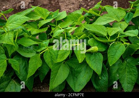 Junge grüne Bohnensträucher im Garten. Stockfoto