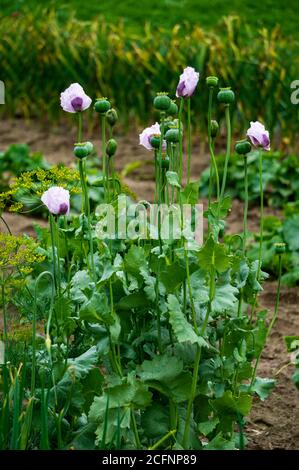 Ein Busch aus rosa Mohnblumen mit grünen Samenköpfen noch nicht gereift. Stockfoto