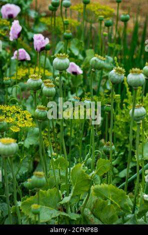 Ein Busch aus rosa Mohnblumen mit grünen Samenköpfen noch nicht gereift. Stockfoto