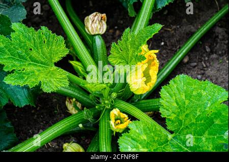 Eine junge grüne Pflanze von Zucchini mit Blumen und jungen Zucchini. Stockfoto