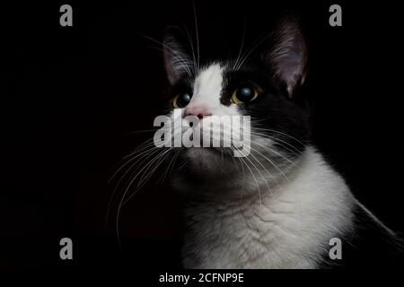 Ein Porträt einer schwarz-weißen Katze im Dunkel Stockfoto