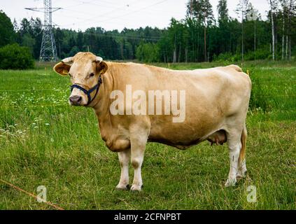 Eine große hellbeige Kuh grast auf einem Feld an der frischen Luft. Stockfoto