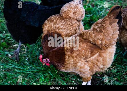 Mehrfarbige bunte bunte bunte Hühner suchen Nahrung in einem ländlichen Hof. Stockfoto