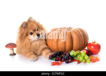 Junge pomeranian vor weißem Hintergrund Stockfoto