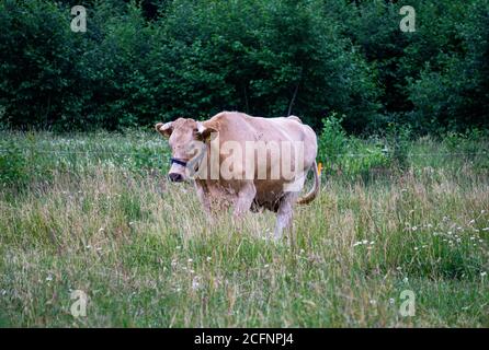 Eine große hellbeige Kuh grast im Freien auf dem Feld. Stockfoto