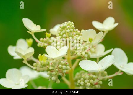 Weiße Hydrangea Blume blüht auf grünem Hintergrund Stockfoto