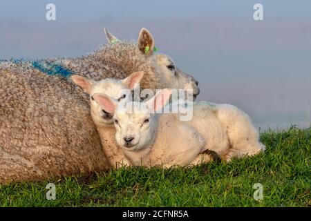 Niederlande, Texel, De Cocksdorp. Pedigree Texel Schafzucht. Lämmer und Mutterschafe. Stockfoto