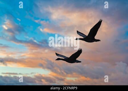 Niederlande, Õs-Graveland, Landgut Spanderswoud. Graugänse (Anser anser) fliegen. Stockfoto