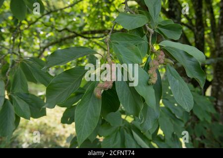 Samenpod von Magnolia springeri 'Marwood Spring' im Spätsommer in einem Country Cottage Garden in Rural Devon, England, UK Stockfoto