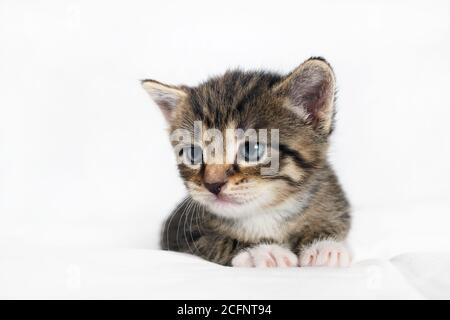 Nahaufnahme von tabby Kätzchen liegt auf weißem Blatthintergrund. Stockfoto
