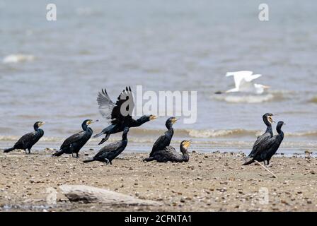 Indian Cormorant - Phalacrocorax fuscicollis, große gemeinsame Kormoran aus asiatischen Seen und Flüssen, Sri Lanka. Stockfoto