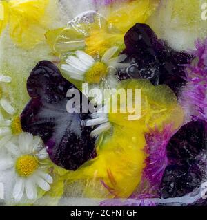 Hintergrund von lila Petunia, Kamille, rosa und gelbe Blume in Eiswürfel mit Luftblasen. Flaches Konsept für valentinskarte. Stockfoto