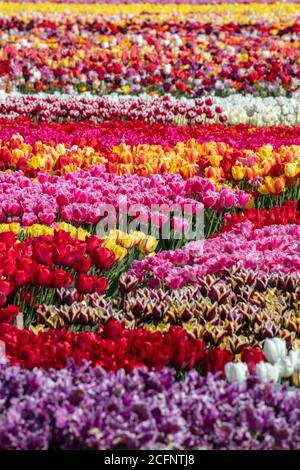 Die Niederlande, Noordwijkerhout, im Herzen der Zwiebelanbauregion, die für ihre Tulpen berühmt ist. Stockfoto
