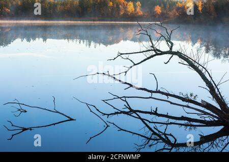 Baum Äste in Silhouette liegen im Wasser mit Nebel Auf dem See Stockfoto