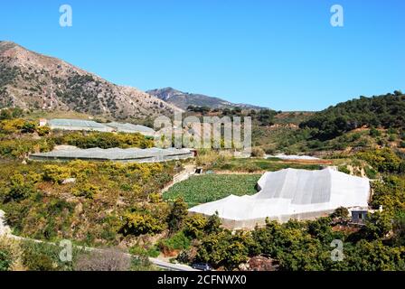 Feldfrüchte, die unter Poly-Tunneln mit Bergen nach hinten wachsen, Maro, Costa del Sol, Provinz Málaga, Andalusien, Spanien, Europa. Stockfoto