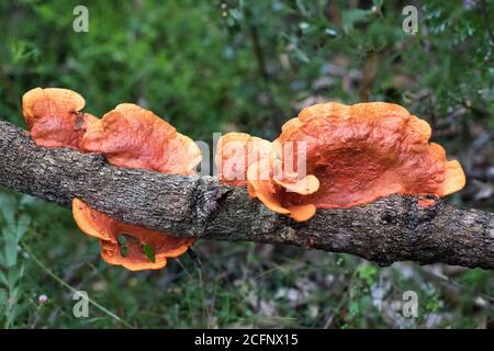 Scarlet Bracket Pilze wachsen auf verrottet log Stockfoto