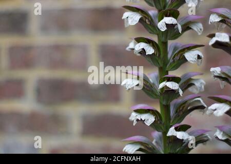 Hintergrund der sanft verschwommenen Ziegelwand mit Akanthus zur Seite Stockfoto