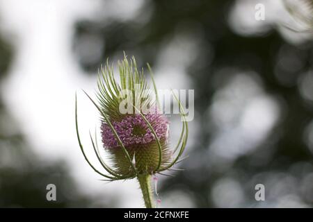Profil des Distelblumenkopfes gegen weichen verschwommenen Hintergrund mit Copyspace Stockfoto