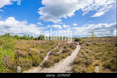 Panoramablick auf Wanderwege in unberührter Heide und Heide am Frensham Little Pond im Spätsommer bei Farnham, Surrey, Südostengland Stockfoto