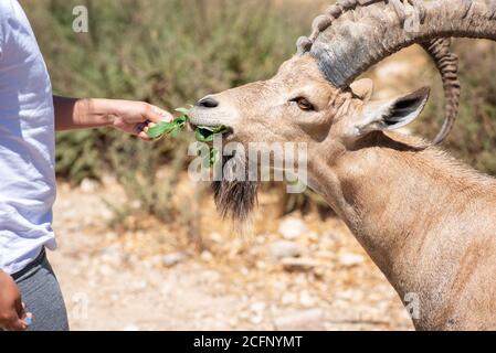 Hand mit Blättern füttert Nubian Steinbock, Capra nubiana. Stockfoto