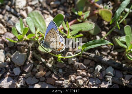 Polymmatus iacarus Schmetterling auf dem Boden sehr häufig in sitzen Felder Stockfoto