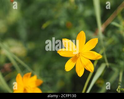 Afrikanische Ringelblume, Amerikaner, Azteken, Big Ringelblume Wissenschaftlicher Name Tagetes erecta gelbe Blume blüht im Garten Natur Hintergrund Stockfoto