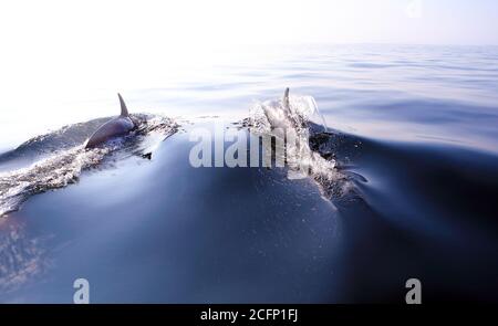 Gewöhnliche Delfine, die durch den ruhigen Atlantischen Ozean gleiten Stockfoto