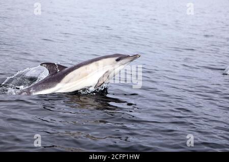 Gemeiner Delfin, der im Atlantischen Ozean vor der Küste der Isle of Mull in den Inneren Hebriden von Schottland bricht Stockfoto