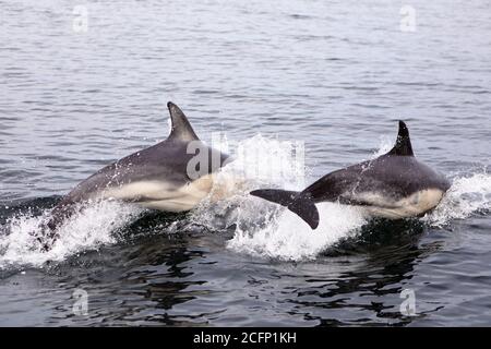 Gewöhnliche Delfine brechen im Atlantischen Ozean, vor der Küste der Isle of Mull in den Inneren Hebriden von Schottland Stockfoto