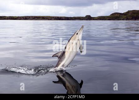 Gemeiner Delfin, der vor der Küste der Insel durchbricht Coll in den inneren Hebriden von Schottland Stockfoto