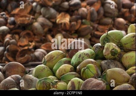 Haufen reifer Kokosnüsse aus der Ernte der Kokosnussplantage in Thailand. Rohstoff für die Herstellung von nativem Kokosöl und Kokosmilch. Stockfoto