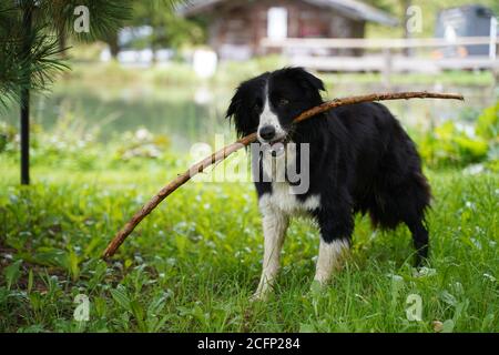 Ein Border Collie Cross Labrador Arbeitshund trägt einen Stock Stockfoto