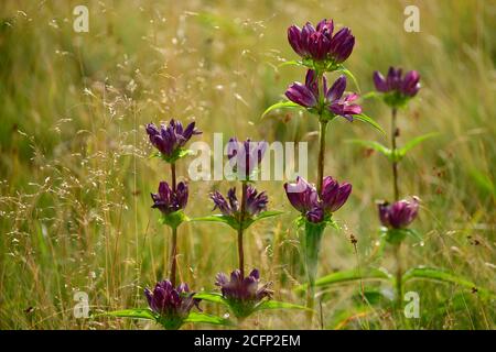 Wiesenklary (Salvia pratensis) blüht auf einer Wiese. Tschechische Republik Stockfoto