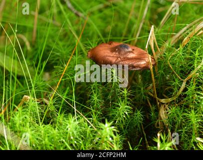 Greville's Bolete (Suillus grevillei) im Wald. Grevilles Bolete, Tschechische Republik, Europa Stockfoto