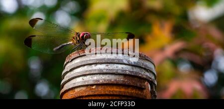 Naturmakro einer Libelle Stockfoto