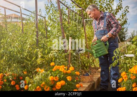 Fürsorglicher Landwirt wässern seine Pflanzen im Garten Stockfoto