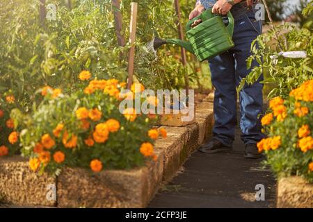 Fleißiger Gärtner gießt Pflanzen in seinem Garten Stockfoto