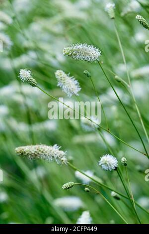 Sanguisorba 'Beurre Blanc'. burnett 'Burr Blanc', burnett 'Burr Blanc', Burnett Blutwurz 'Burr Blanc', Stockfoto