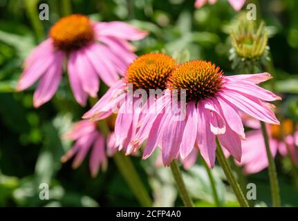 Tiefrosa Gänseblümchen-ähnliche Blüten von Echinacea purea 'Magnus'. Purpurrote Koneblume 'Magnus' Stockfoto