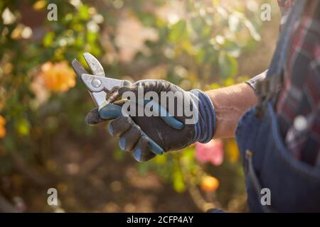 Gärtner trägt Handschuhe und Gartenzange Stockfoto