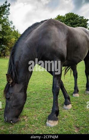 West Illsley, Berkshire, Großbritannien. September 2020. Blick vom Wandern über den Ritgeway in der Nähe von West Illsley. Ein Pferd grast auf der Weide. Kredit: Sidne Stockfoto