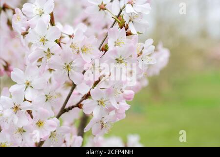 Prunus pendula f. ascendens 'Rosea' steigende Trauerkirsche 'Rosea'. Prunus 'Beni-higan'. Prunus × subhirtella. Prunus × subhirtella 'ascendens Rosea Stockfoto