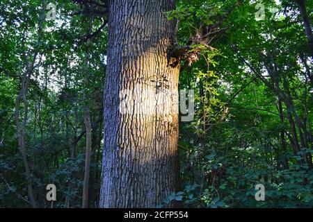 Am späten Nachmittag fällt das Sommerlicht auf eine hohe gerade Eiche im Ightham Mote Anwesen in der Nähe von Rooks Hill und One Tree Hill, Sevenoaks, Kent, Großbritannien Stockfoto