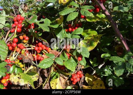 Beeren in einer Hecke, Kent, Anfang September Stockfoto
