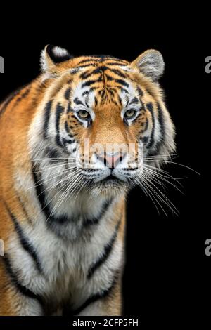 Schöne Nahaufnahme Detail Porträt von großen sibirischen oder Amur tiger auf schwarzem Hintergrund Stockfoto